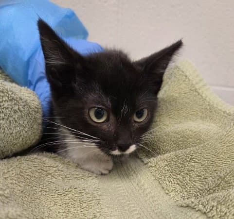 Cooper - Domestic Short Hair