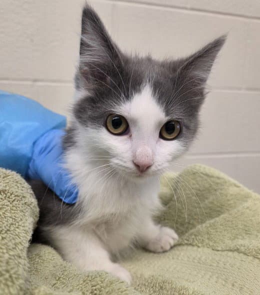 Hooper - Domestic Short Hair