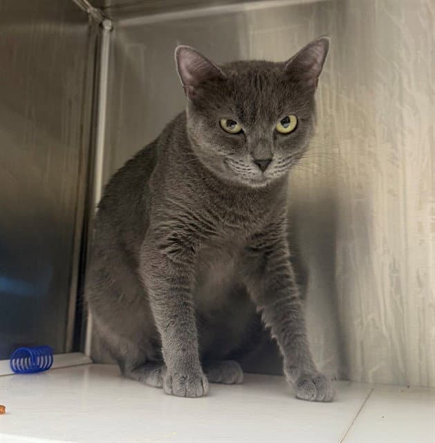 Logan - Domestic Short Hair