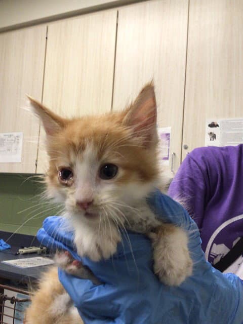 Rusty - Domestic Short Hair