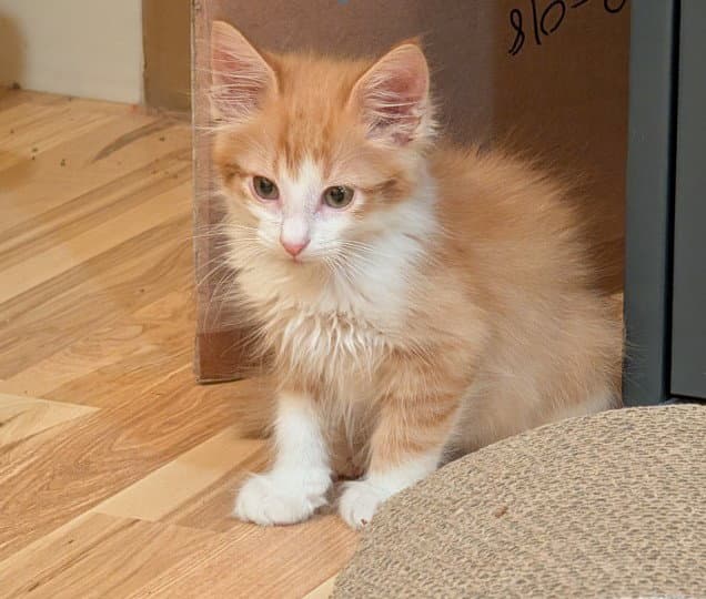 Rusty - Domestic Short Hair