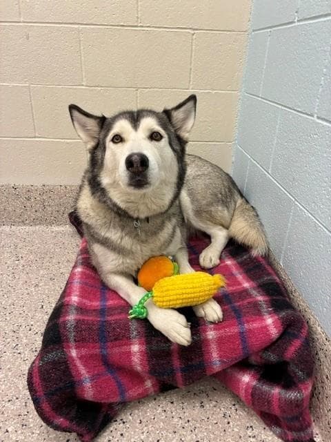 Fuji - Siberian Husky
