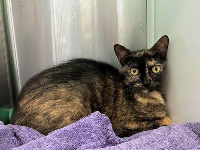 Uma - Domestic Short Hair