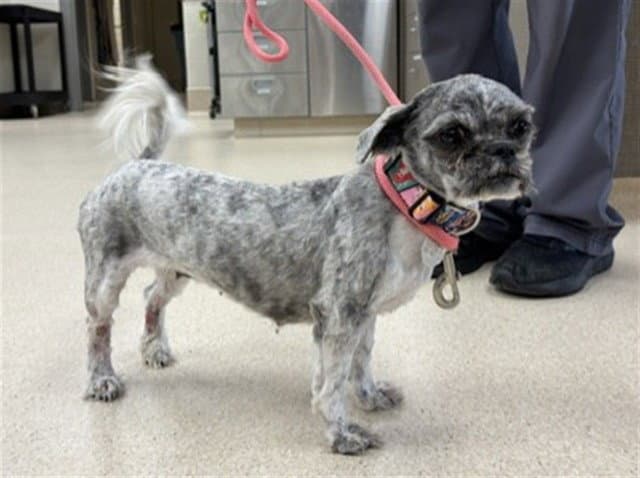 Olga - Shih Tzu