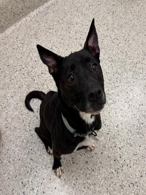 Dingo - Australian Kelpie