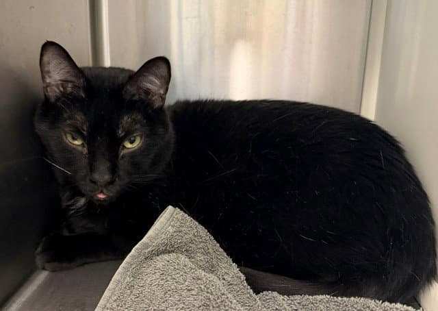 Timon - Domestic Short Hair
