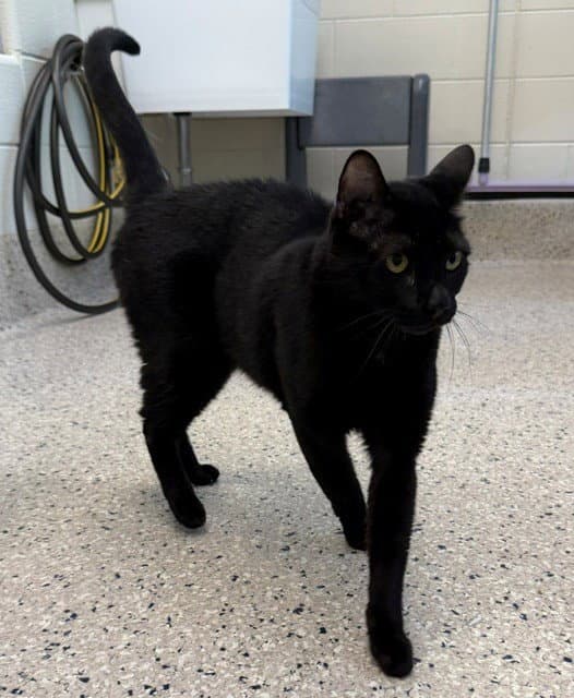 Pumba - Domestic Short Hair