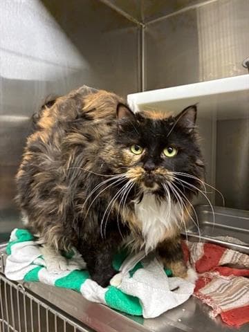 Cinnamon - Domestic Long Hair
