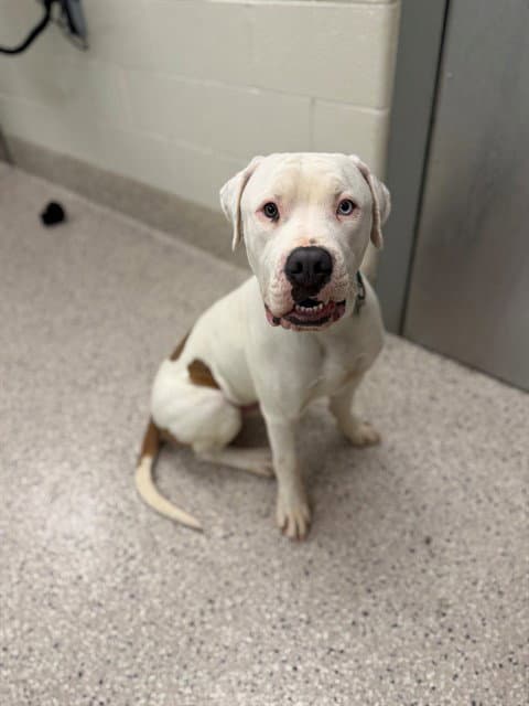 Blue Moon - Pit Bull Terrier