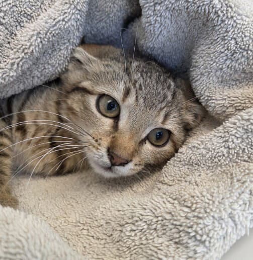 Chance - Domestic Short Hair