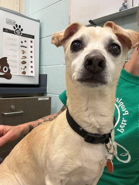 Buddy - Chihuahua