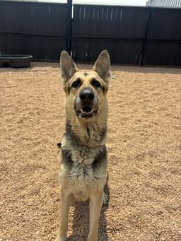 Rocko image 1