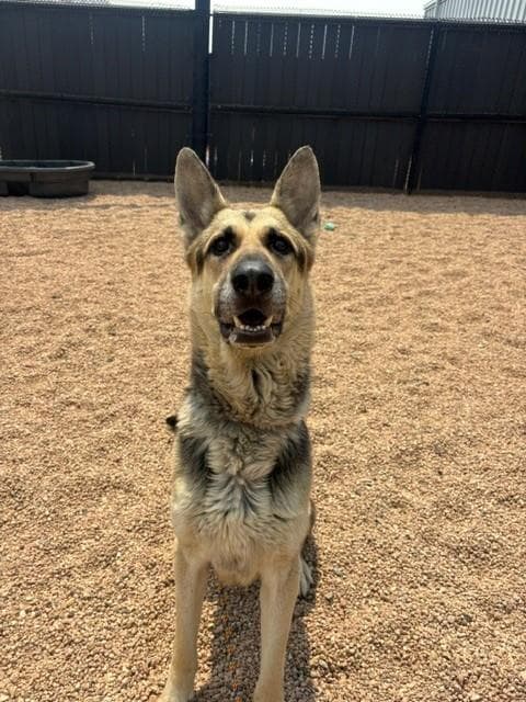 Rocko - German Shepherd Dog