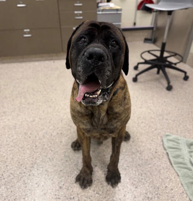 Yoshi - Mastiff
