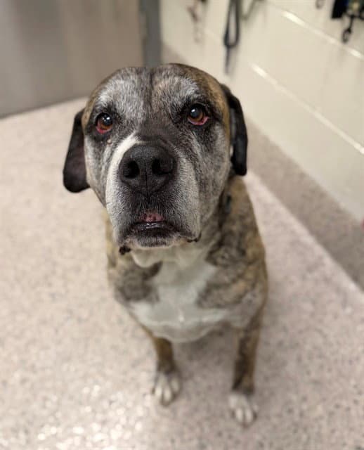 Scar - Cane Corso Mastiff
