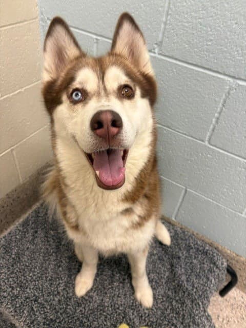 Sadie - Siberian Husky