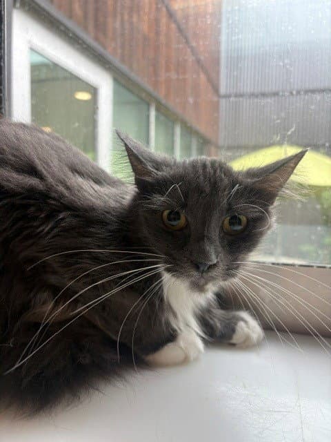 Talia - Domestic Medium Hair