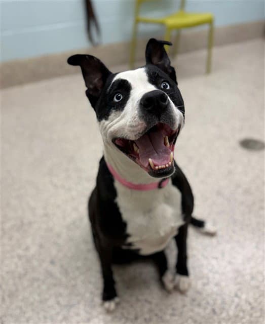 Babe - American Pit Bull Terrier