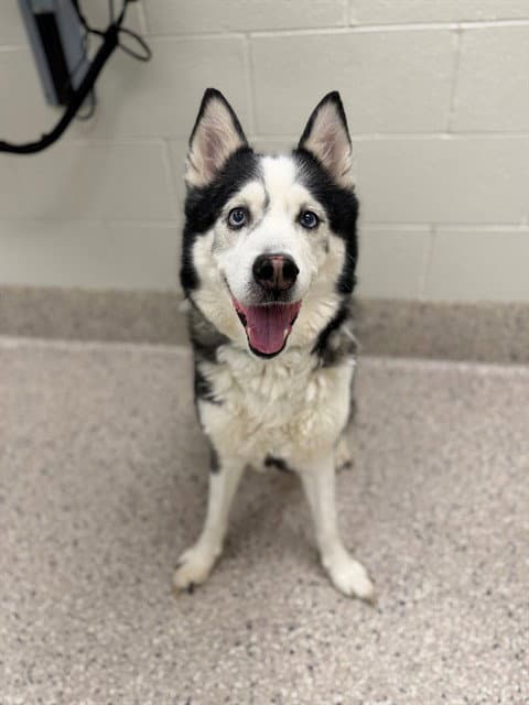Lokee - Siberian Husky