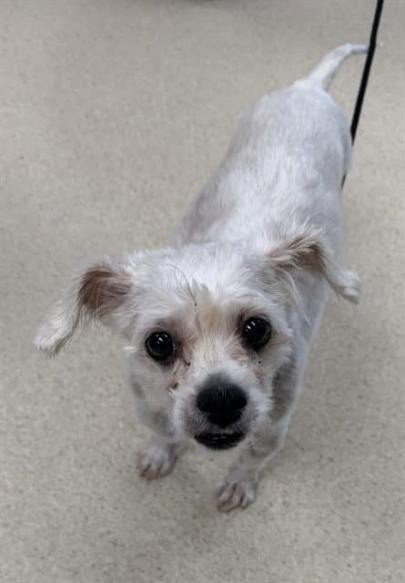 Myers - Shih Tzu