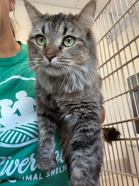 Azula - Domestic Medium Hair