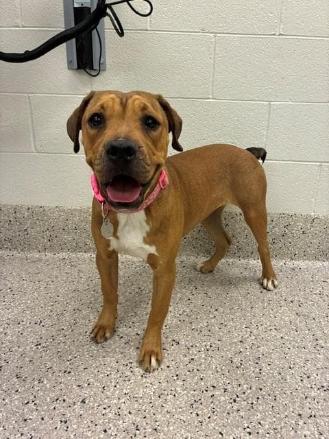 Princess Peach - Chinese Shar-Pei