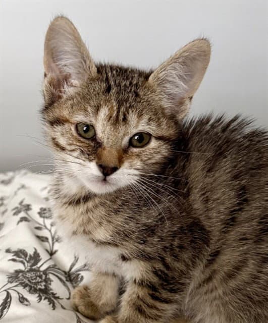 Peanut - Domestic Short Hair