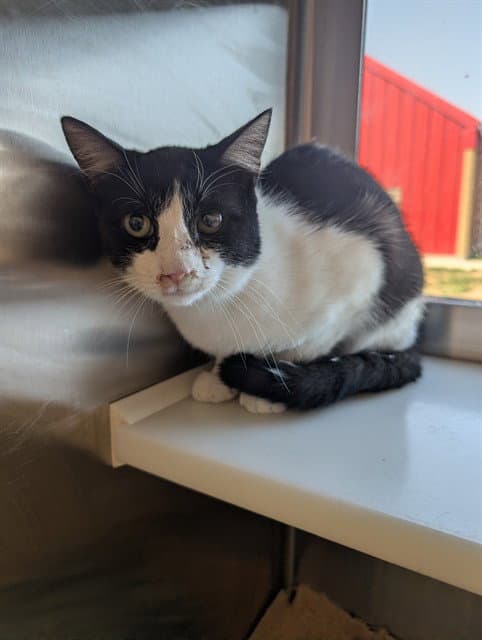 Rooney - Domestic Short Hair