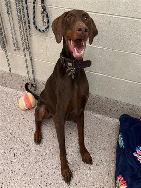 Thumper - Doberman Pinscher