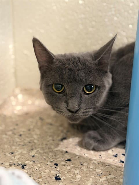 Trumpet - Domestic Short Hair