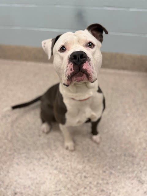 Ferdinand - Pit Bull Terrier