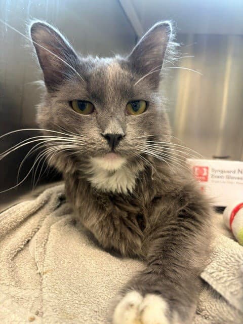 Maggie May - Domestic Medium Hair