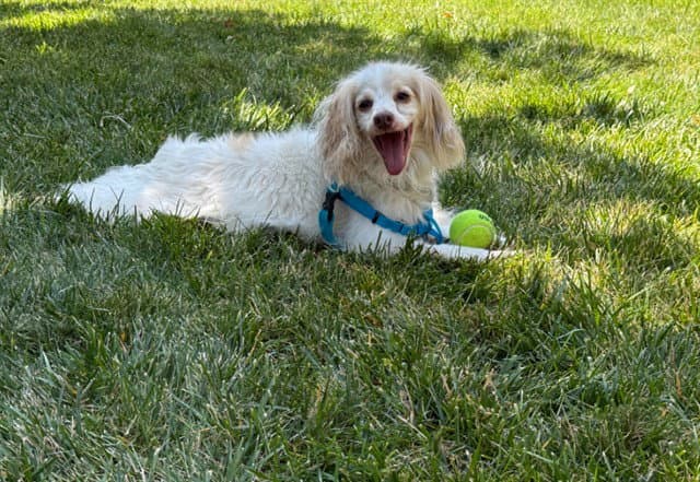 Spoodle - Cocker Spaniel