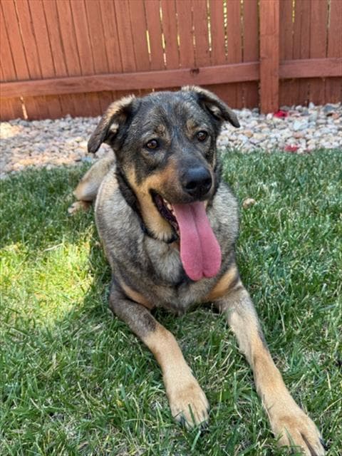 Arthur - German Shepherd Dog