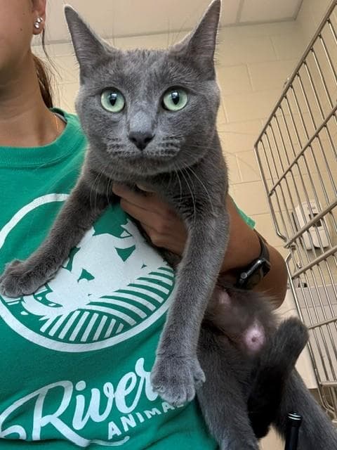 Waffle Cone - Domestic Short Hair