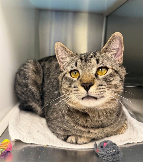 Arthur - Domestic Short Hair