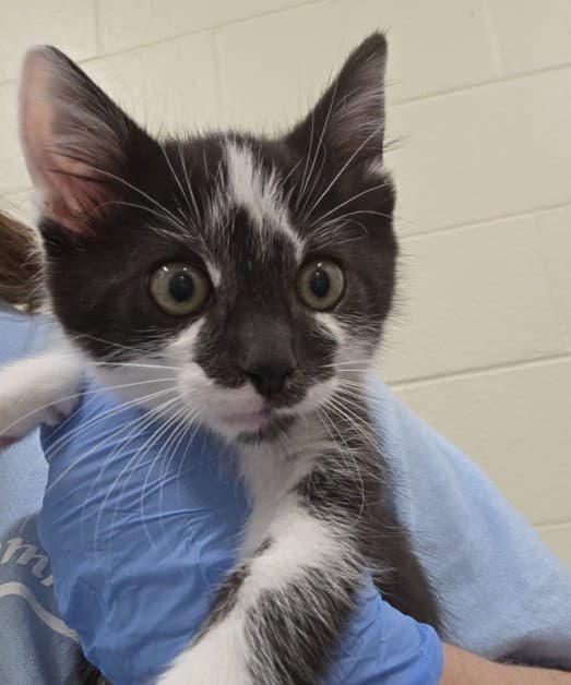 Stitch - Domestic Short Hair