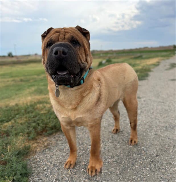 Kacchan - Chinese Shar-Pei