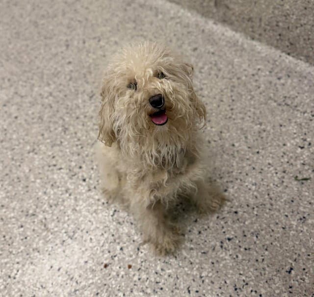 Bunny - Poodle (Miniature)