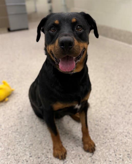 Cookie - Rottweiler