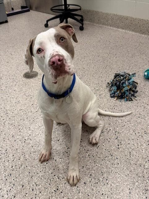 Guero - Pit Bull Terrier