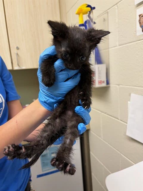 Blackjack - Domestic Medium Hair