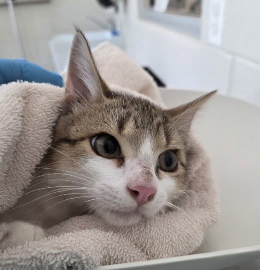 Walter - Domestic Short Hair
