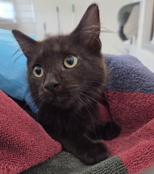 Newton - Domestic Short Hair