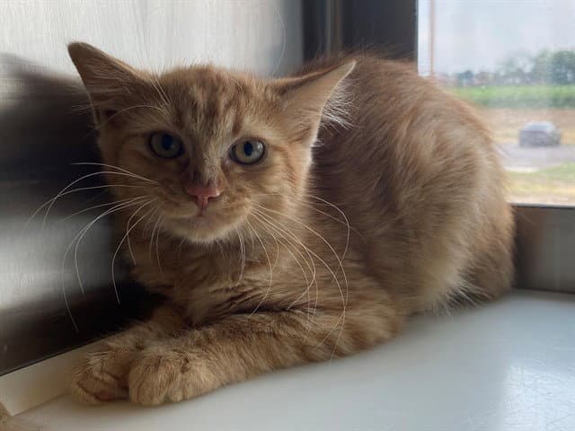 Cliff - Domestic Medium Hair
