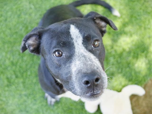 Majesty - American Staffordshire Terrier