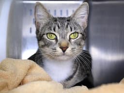 Miss Kitty image 1