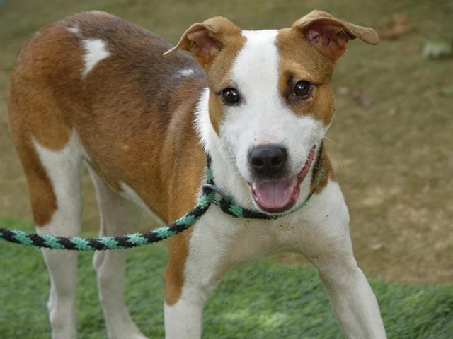 Vars - Treeing Walker Coonhound