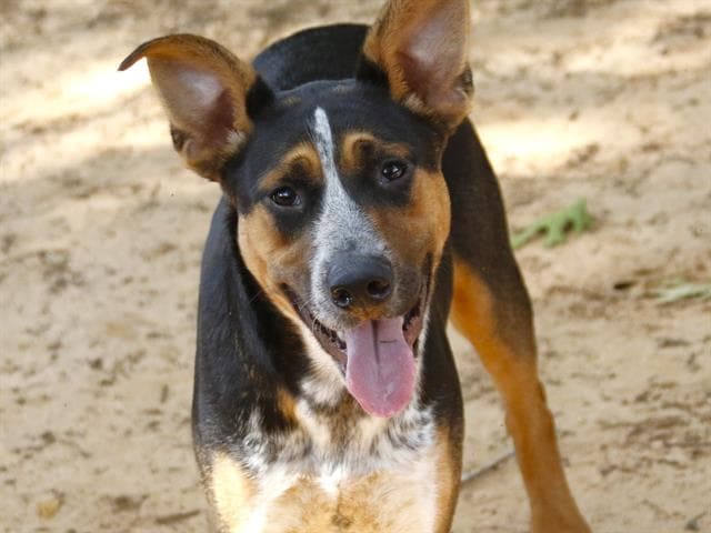 Ziggie - Australian Cattle Dog/Blue Heeler