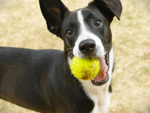 Shiloh - Border Collie
